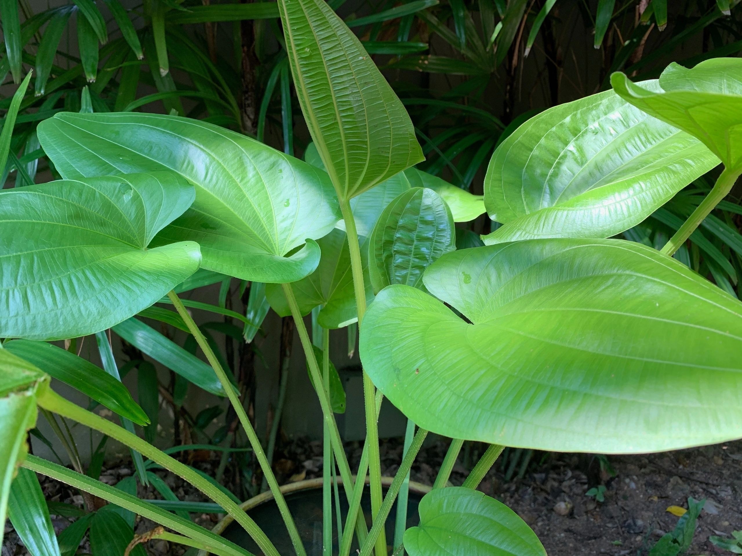 Broad tropical leaves in a garden
