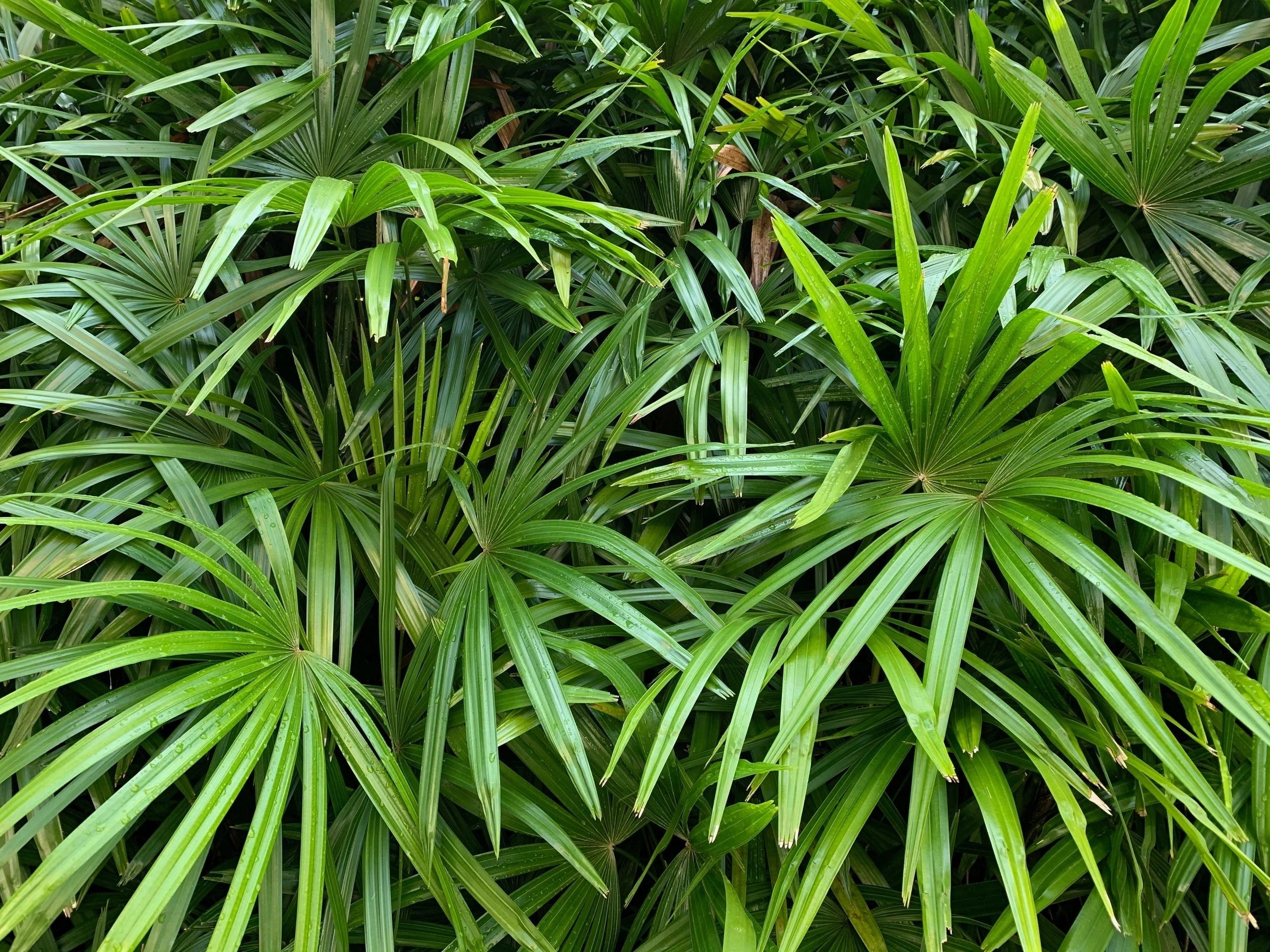 Dense palm fronds